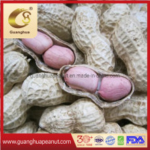 Best Peanut Kernels From Shandong 20/24